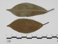 登錄號:F0026913藏品圖，第4張