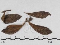 登錄號:F0026914藏品圖，第1張