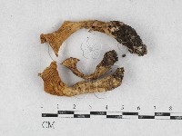 登錄號:F0026918藏品圖，第1張