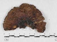 登錄號:F0026920藏品圖，第1張
