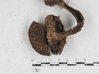登錄號:F0026921藏品圖，第1張