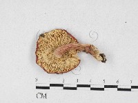 登錄號:F0026923藏品圖，第1張