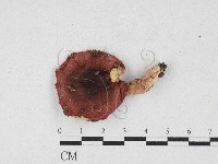 登錄號:F0026923藏品圖，第3張