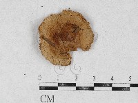 登錄號:F0026924藏品圖，第1張