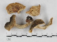 登錄號:F0026925藏品圖，第1張