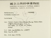 乳菇屬藏品圖，第2張