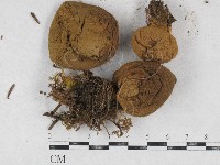 登錄號:F0026928藏品圖，第1張