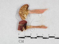 登錄號:F0026931藏品圖，第1張