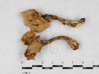 登錄號:F0026933藏品圖，第1張