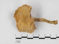 登錄號:F0026936藏品圖，第1張