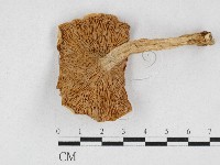 登錄號:F0026936藏品圖，第3張