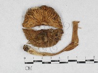 登錄號:F0026937藏品圖，第1張