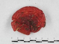 登錄號:F0026938藏品圖，第3張