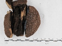 登錄號:F0026941藏品圖，第1張