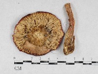 登錄號:F0026942藏品圖，第1張