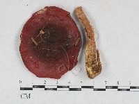 登錄號:F0026942藏品圖，第3張