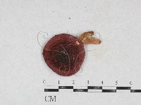 登錄號:F0026943藏品圖，第1張