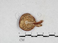 登錄號:F0026943藏品圖，第3張