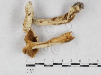 登錄號:F0026944藏品圖，第1張