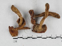 登錄號:F0026945藏品圖，第1張