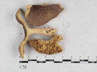 登錄號:F0026946藏品圖，第1張
