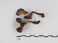登錄號:F0026948藏品圖，第1張