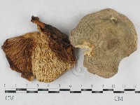 登錄號:F0026949藏品圖，第1張