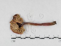 登錄號:F0026950藏品圖，第1張