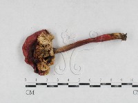 登錄號:F0026950藏品圖，第3張