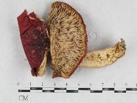 登錄號:F0026951藏品圖，第1張