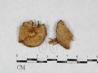 登錄號:F0026954藏品圖，第1張