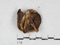 登錄號:F0026955藏品圖，第1張