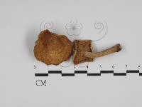 登錄號:F0026958藏品圖，第1張