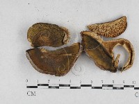 登錄號:F0026960藏品圖，第1張
