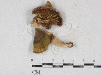 登錄號:F0026961藏品圖，第1張