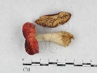 登錄號:F0026963藏品圖，第1張