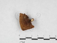 登錄號:F0026965藏品圖，第1張