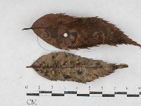 登錄號:F0026966藏品圖，第1張