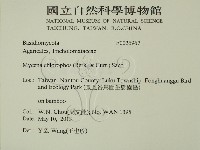 發光小菇藏品圖，第2張