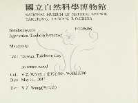 小菇屬藏品圖，第2張