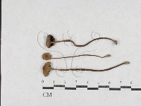 登錄號:F0026969藏品圖，第1張