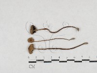 登錄號:F0026969藏品圖，第3張