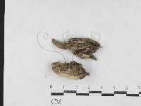 登錄號:F0026971藏品圖，第1張