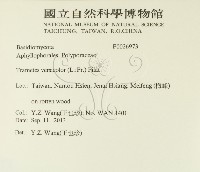 雲芝藏品圖，第2張