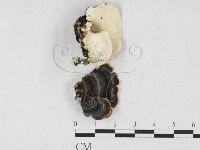 雲芝藏品圖，第1張