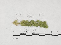 登錄號:F0026975藏品圖，第1張