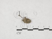 登錄號:F0026976藏品圖，第1張
