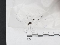 登錄號:F0026977藏品圖，第1張