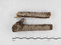 登錄號:F0026981藏品圖，第1張