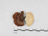 登錄號:F0026984藏品圖，第1張